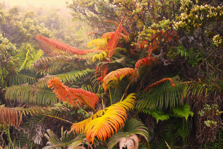 Photo of the Day: Fiery ‘Ama‘u